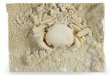 Fossil Crab (Potamon) Preserved in Travertine - Turkey #351022-2